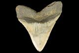 Fossil Megalodon Tooth - North Carolina #124330-2